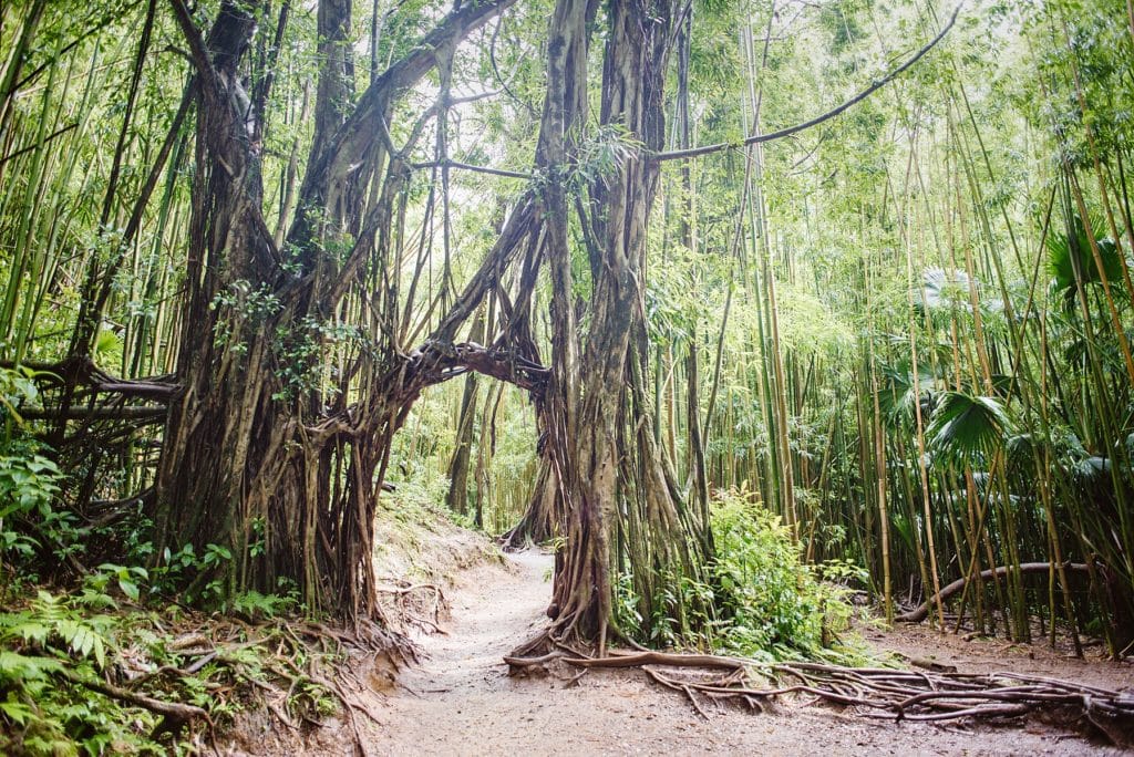 Vines grow over a hiking trail in a door shape. This would be a beautiful location for a Hawaii adventure elopement!