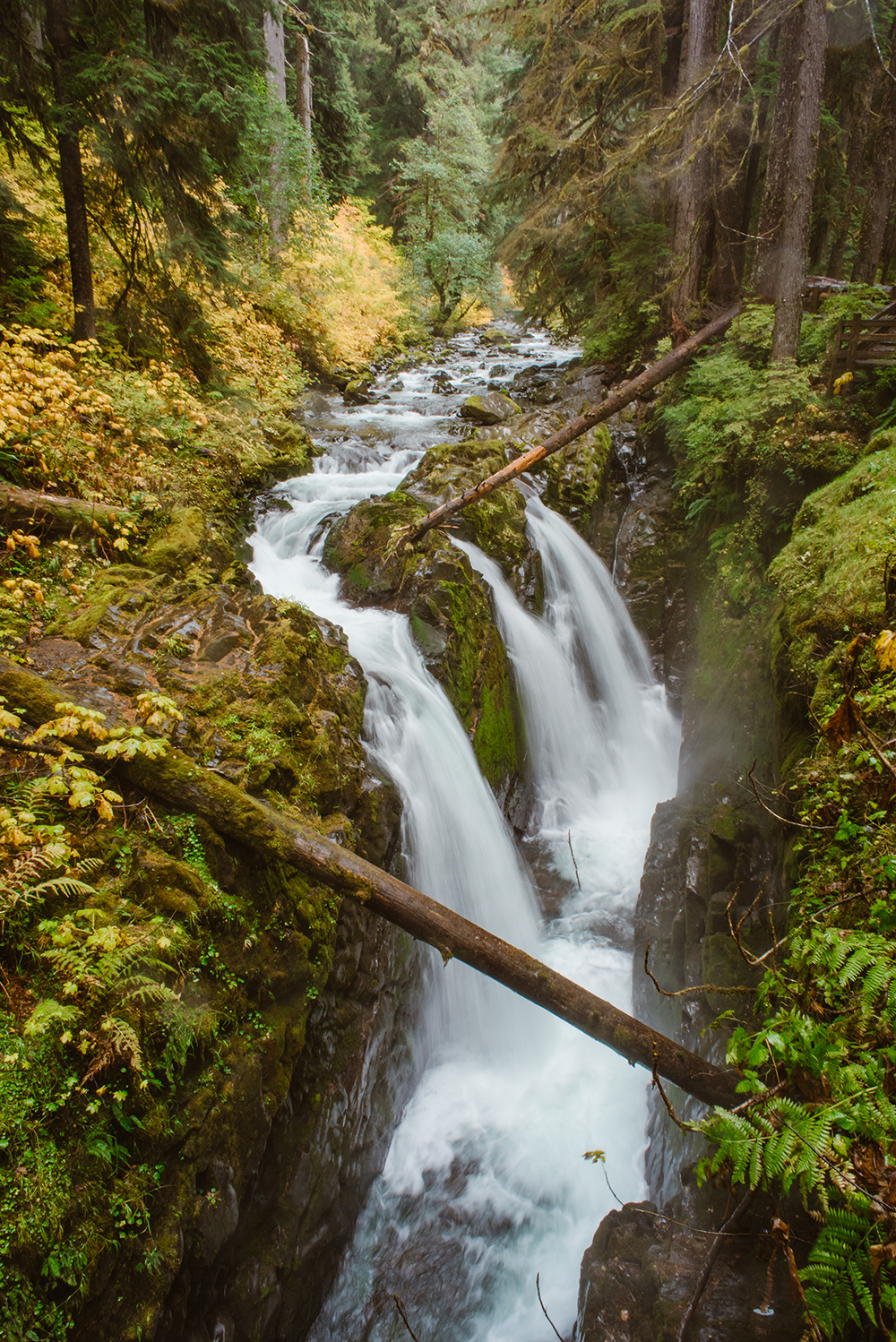 Olympic National Park Elopement Wedding Guide